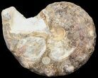 Mammites Ammonite - Goulmima, Morocco #44635-1